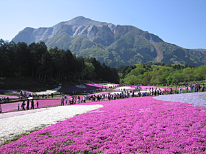 羊山公園芝桜